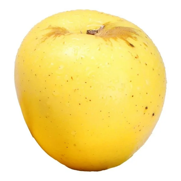 Perón golden Chihuahua por kilo